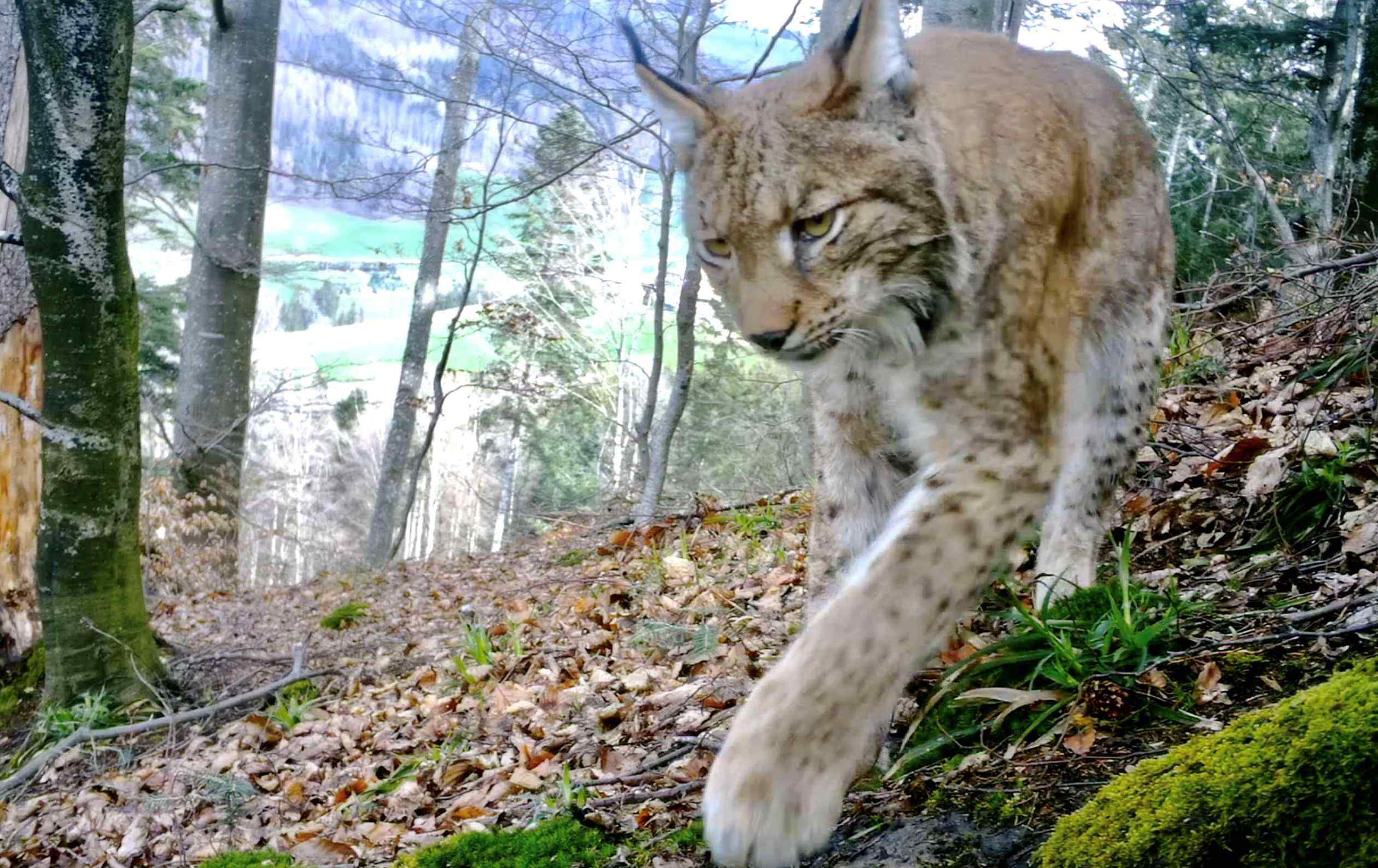 Unser heimlicher Nachbar - der Luchs 254-70030