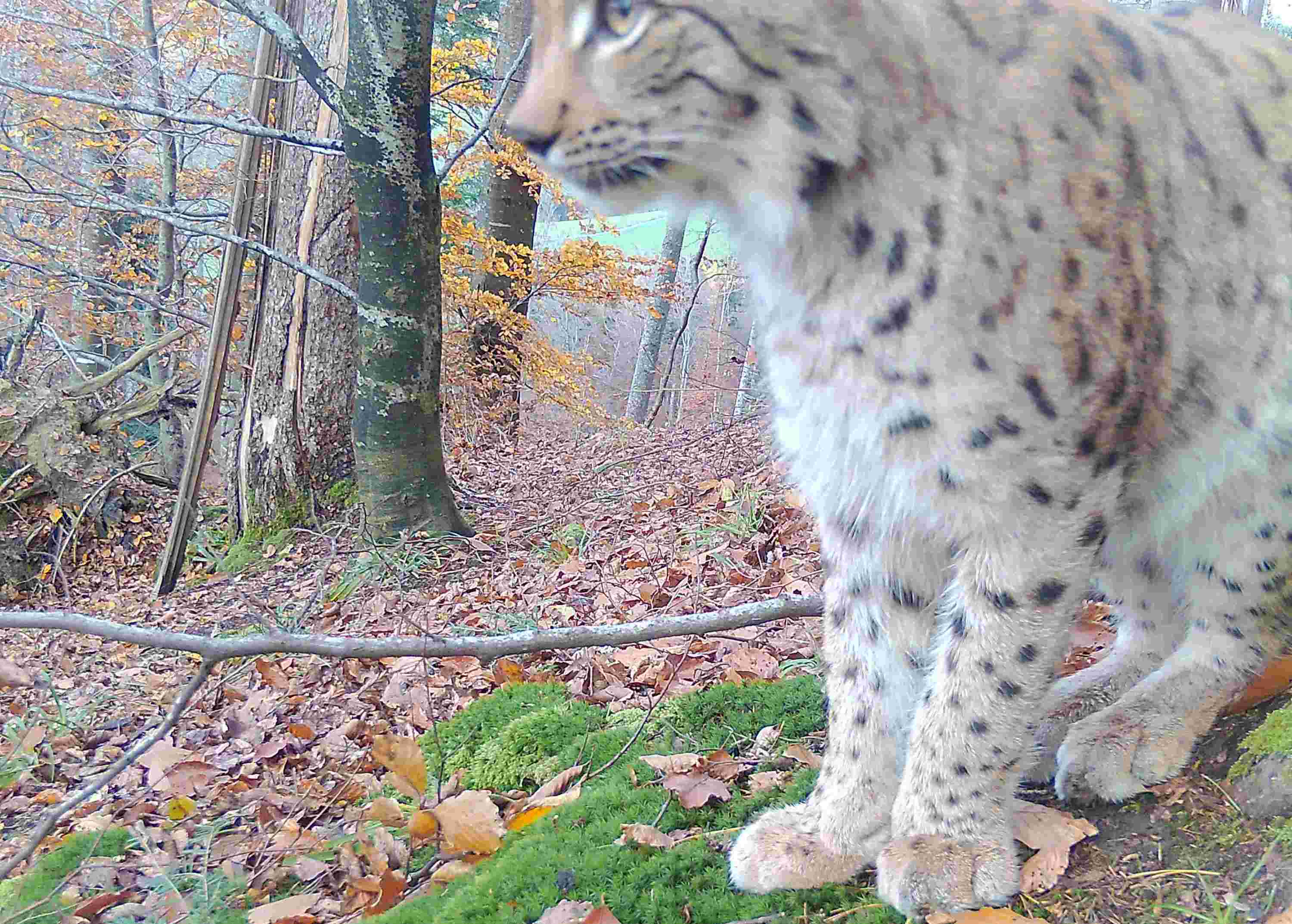 Unser heimlicher Nachbar - der Luchs 254-70030
