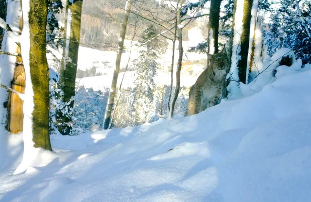 Unser heimlicher Nachbar - der Luchs 261-70030